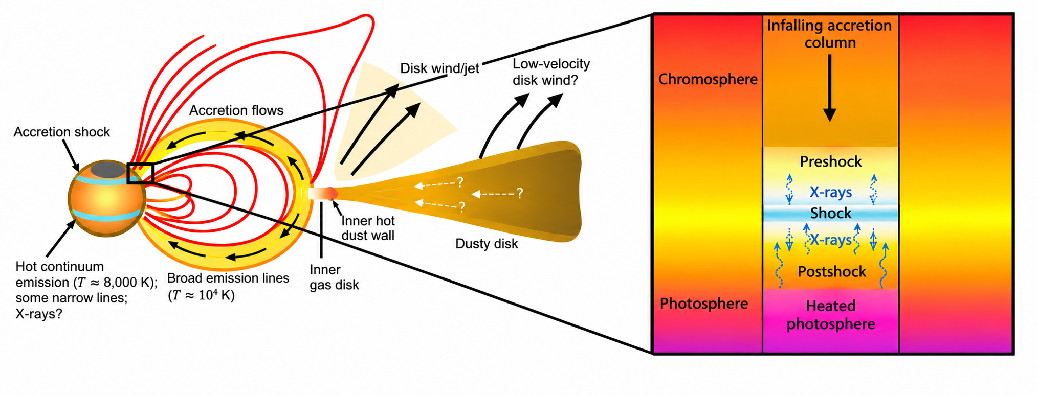 Magnetospheric accretion column, shock and photospheric hotspot